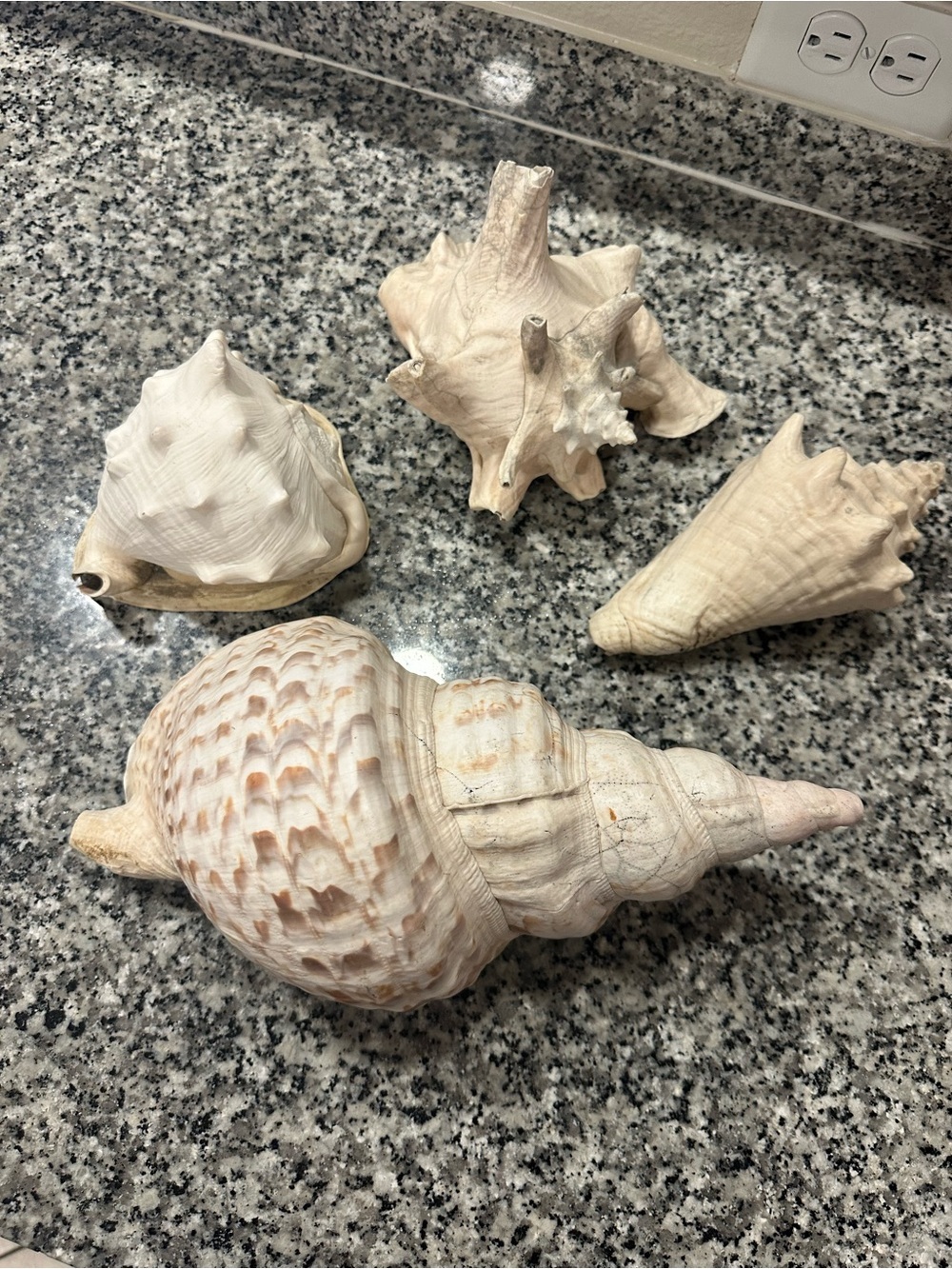Large Vintage Coastal Seashell Collection Set of 4 | Beach Cottage Decor